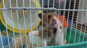 Criceto che morde le sbarre della gabbia al suo interno