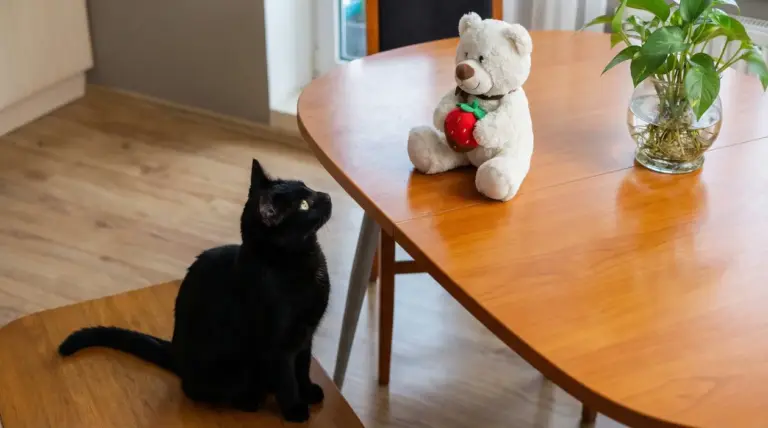 Gatto nero osserva un peluche su un tavolo di legno in una casa